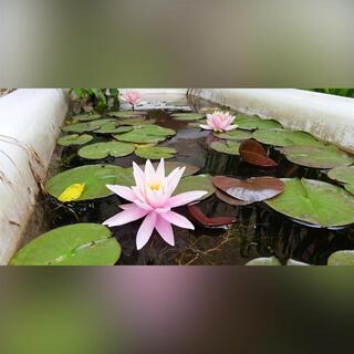 Workshop vodné prvky v záhrade s prednáškou o vodozádržných opatreniach