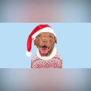 Hlučné koncerty pre dobrú vec: After X-mass Eve Benefit Vol. XIV