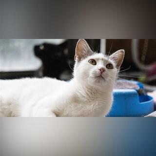 Adopčný deň so Žilinskými labkami