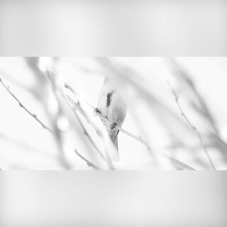 The Birds Series: A Photography Exhibition / Nora Onysko UA